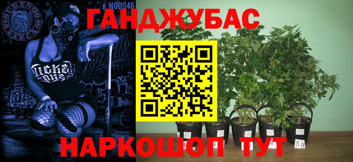 МАРИХУАНА план Тавда